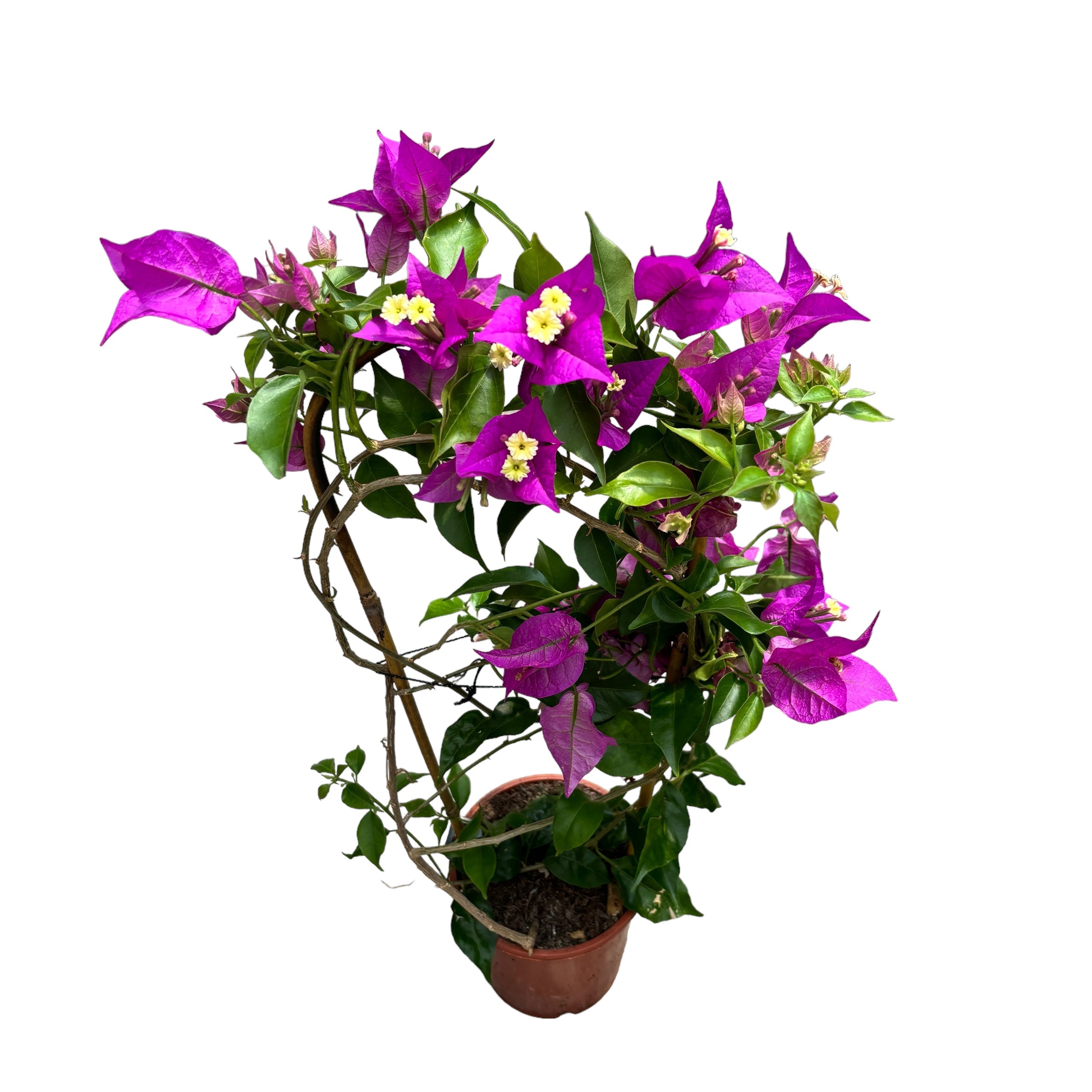 Bougainvillea 'Alexandra' - Floarea de hartie mov D12