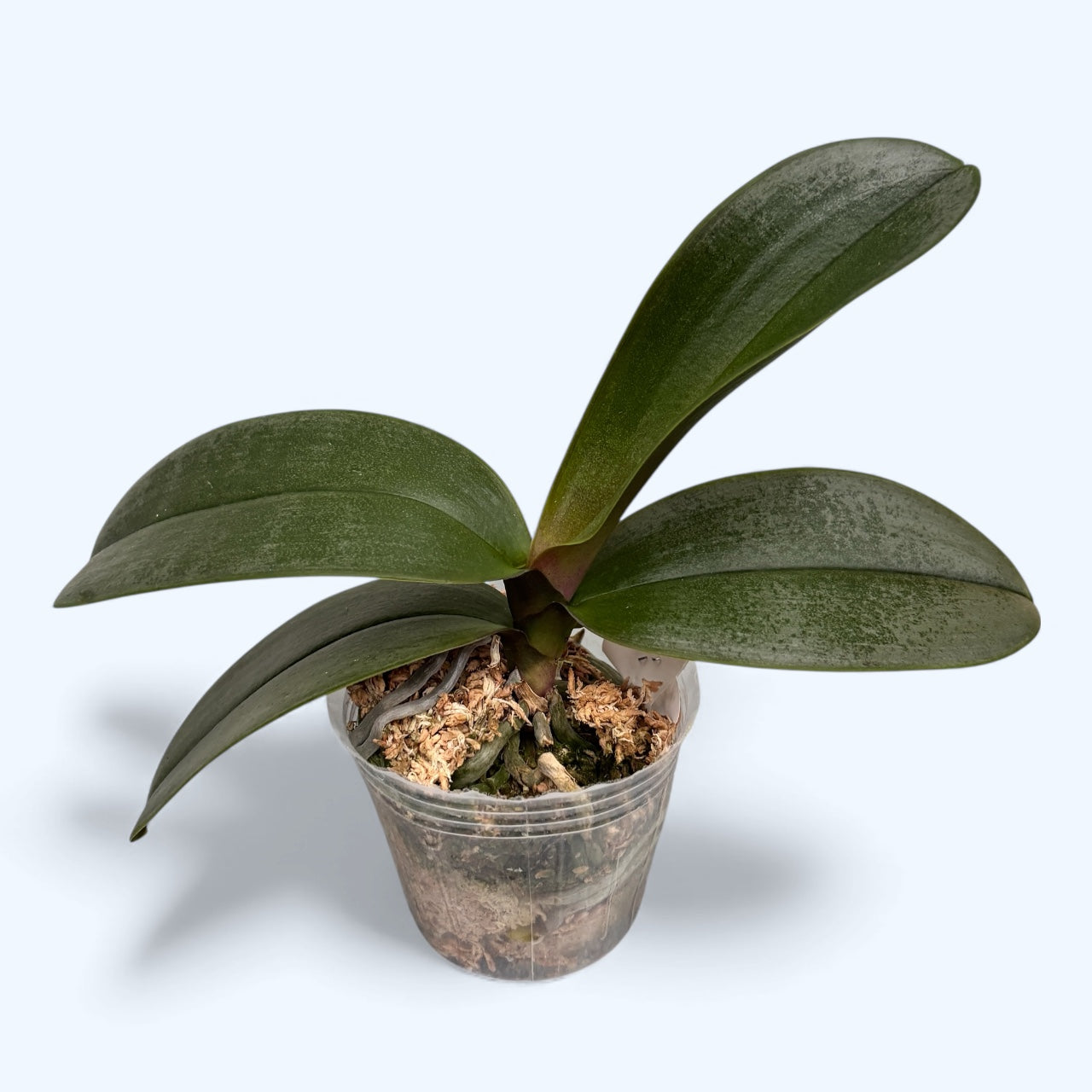 Phalaenopsis sanderiana