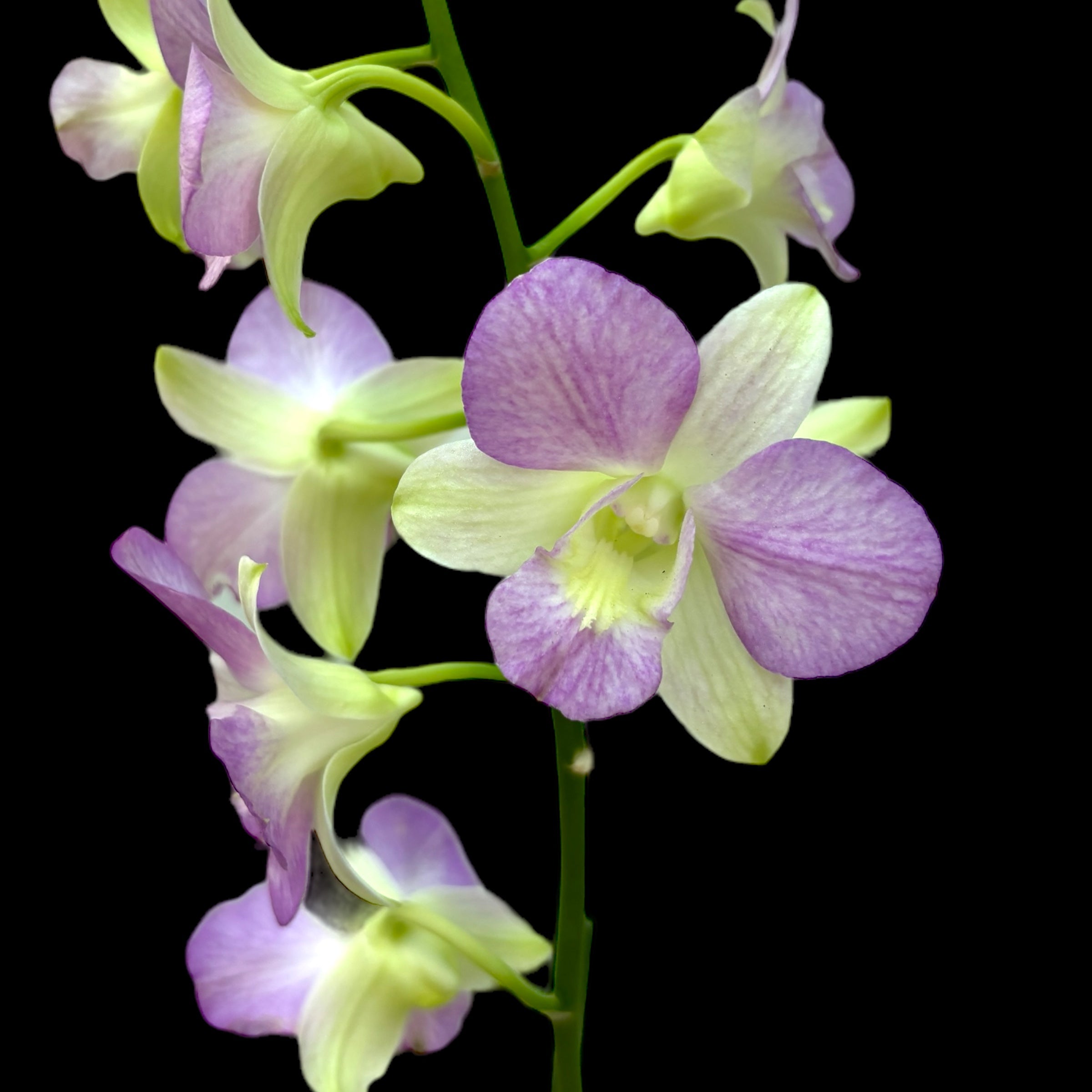 Dendrobium phalaenopsis Candy