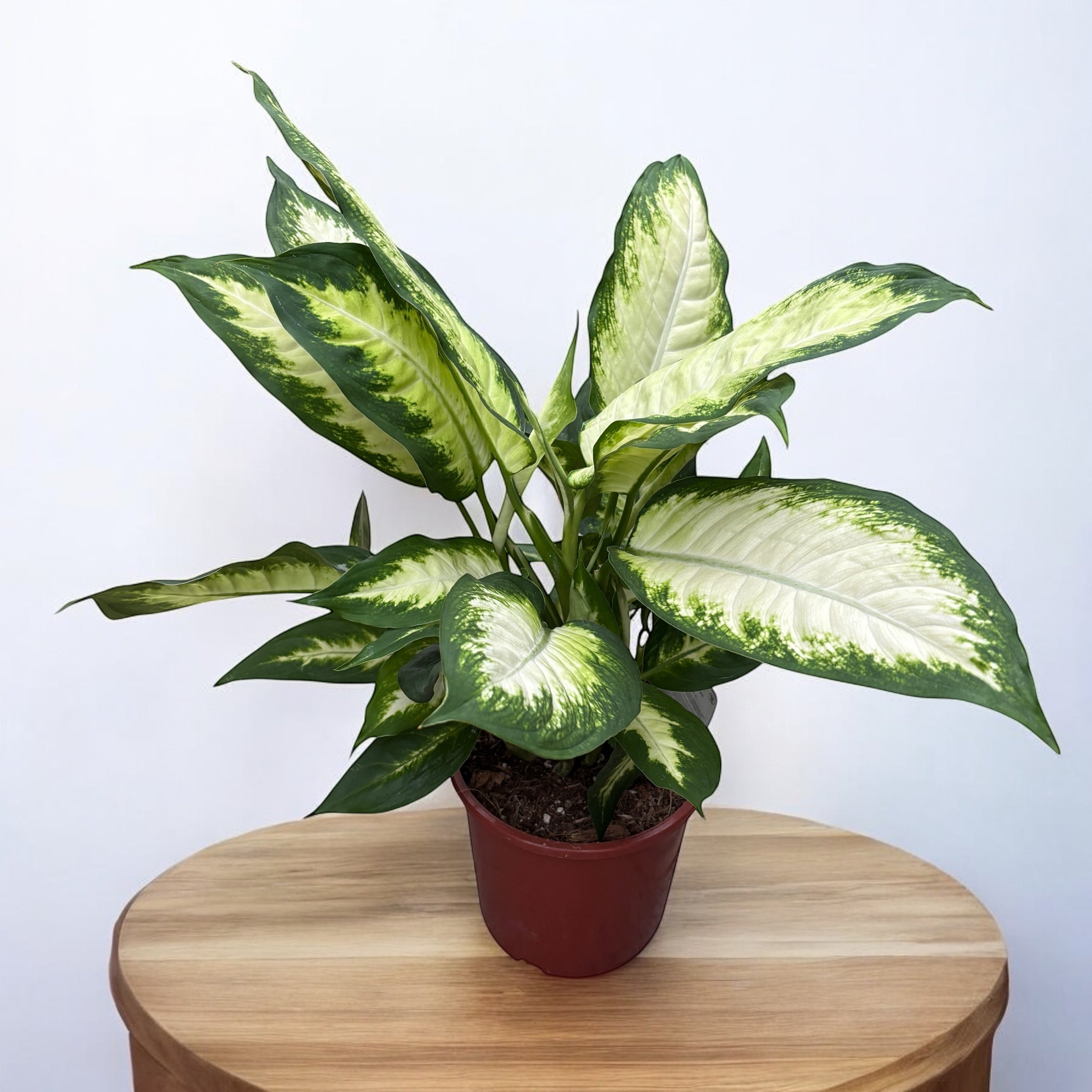 dieffenbachia camilla cuidados Dieffenbachia 'Camilla' D17 – Secret Garden Plant Shop