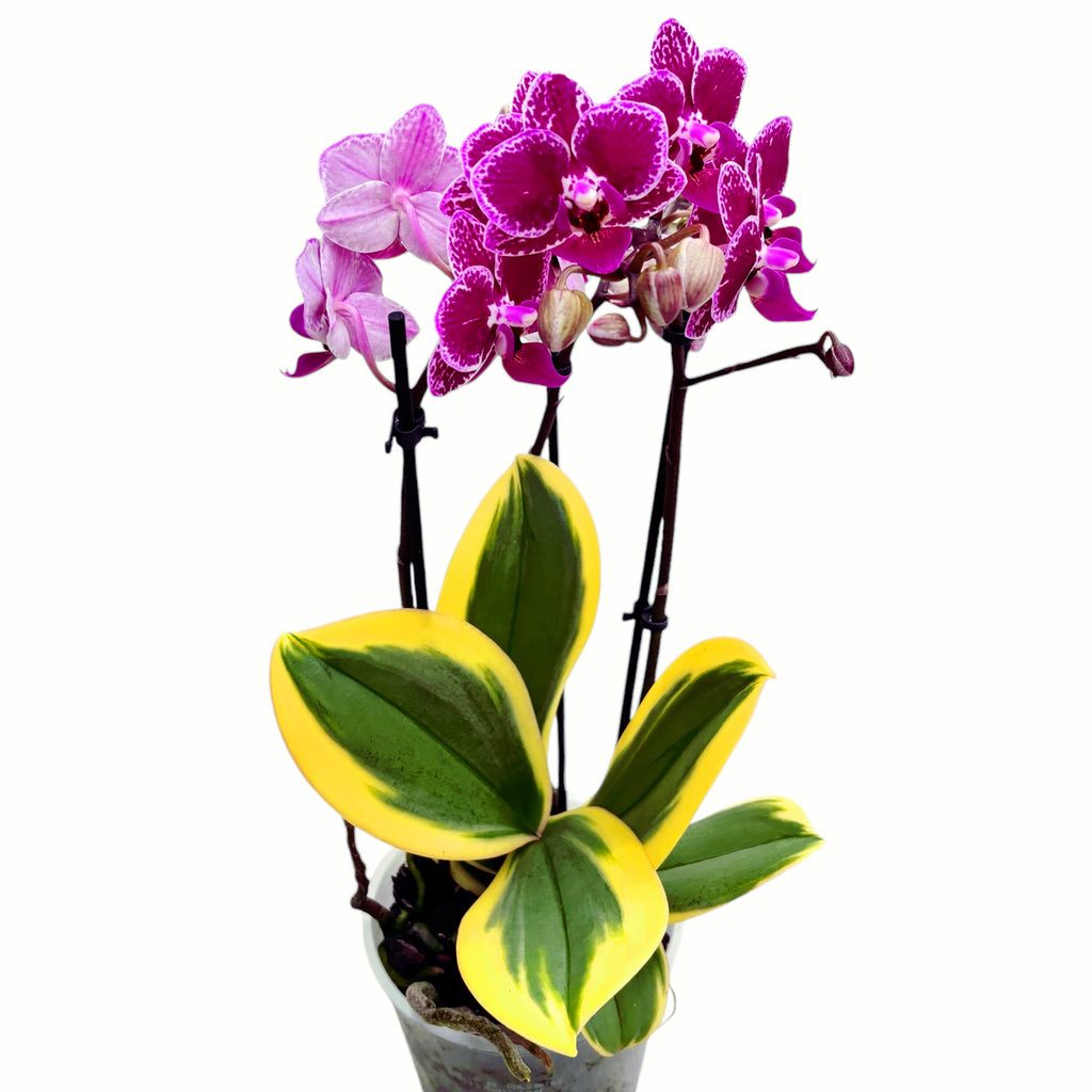 Phalaenopsis Chia E Yenlin (hojas variegadas)