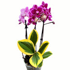 Phalaenopsis Chia E Yenlin (šareni listovi)