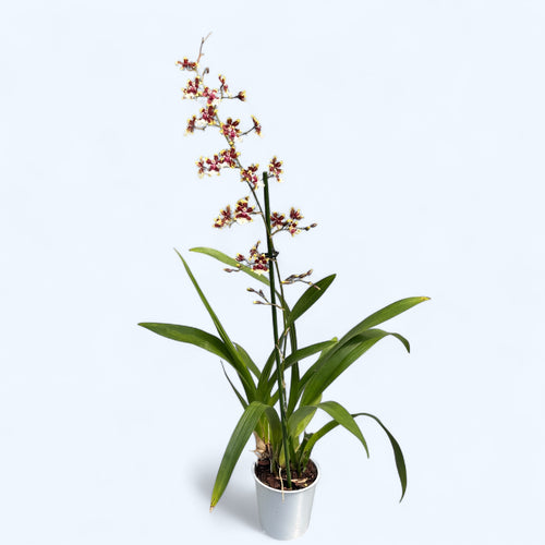 Oncidium Aka Baby 'Raspberry Chocolate' (intensywnie pachnące kwiaty)
