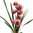 Cymbidium Jolly Red
