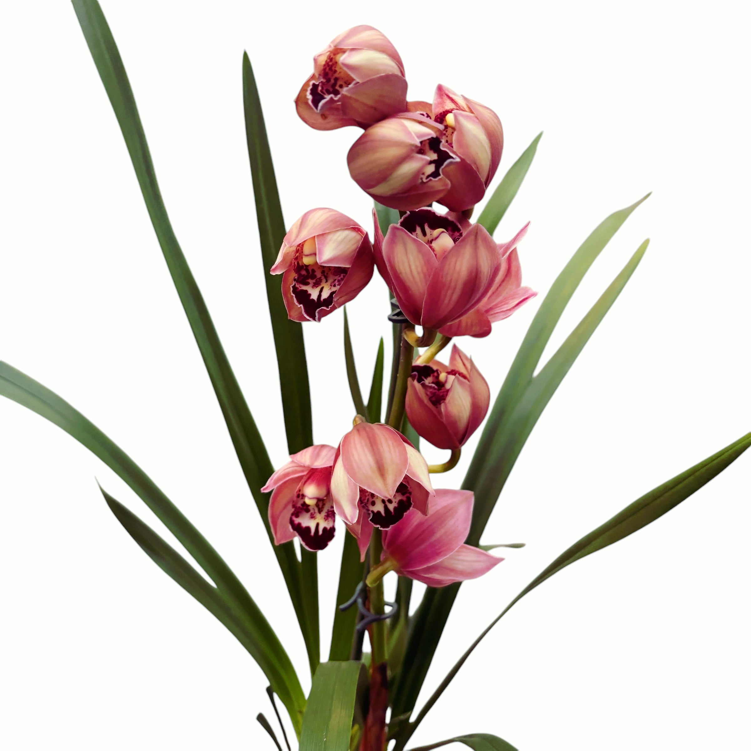 Cymbidium Jolly Red