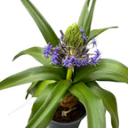 Scilla peruviana (Portuguese Squill)