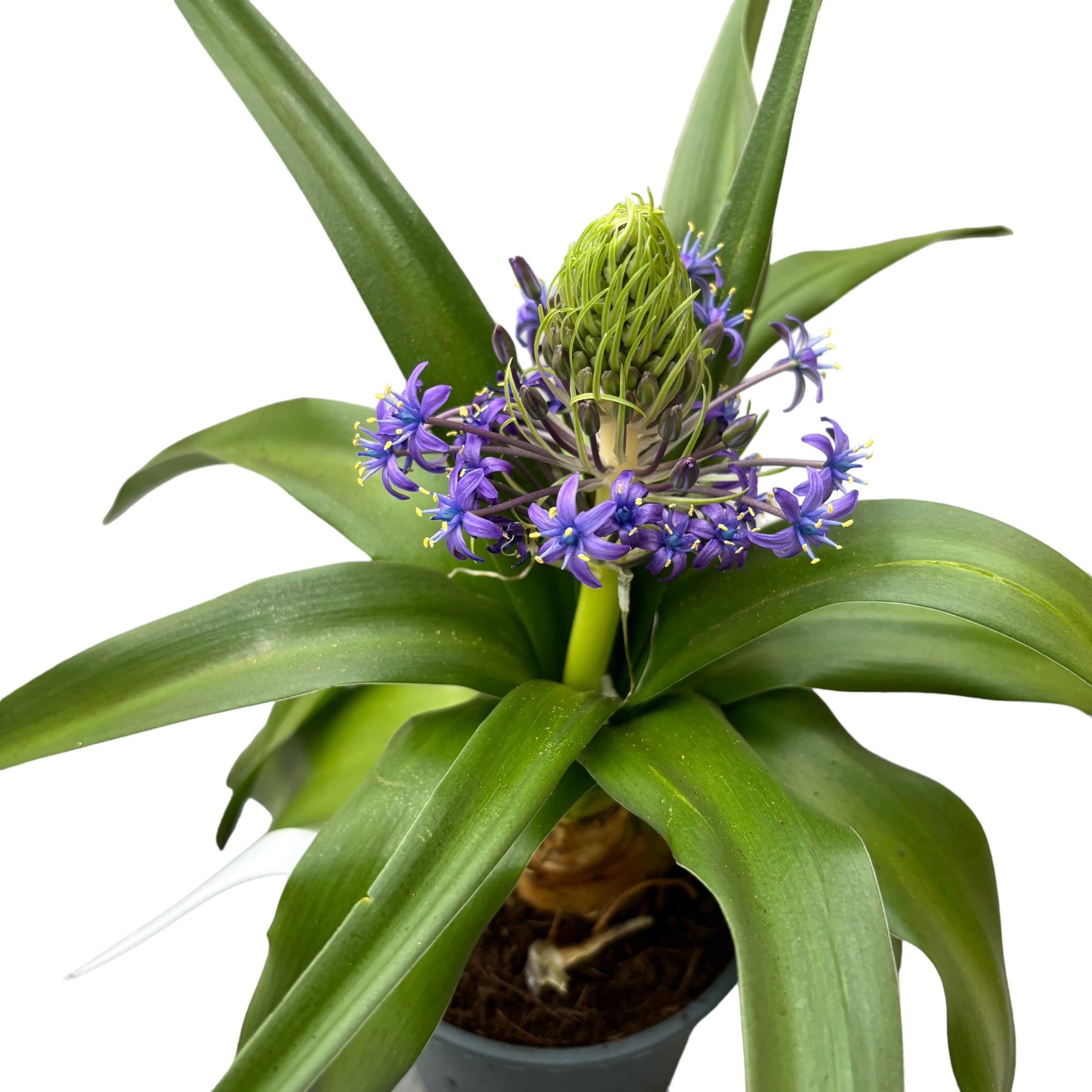 Scilla peruviana (Portuguese Squill)