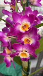 Dendrobium Nobile Akatsuki - parfumé