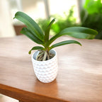 Rhynchostylis gigantea 'Rubra' intensiv duftend