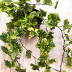 Iedera - Hedera helix 'Golden Kolibri' ('Midas Touch')