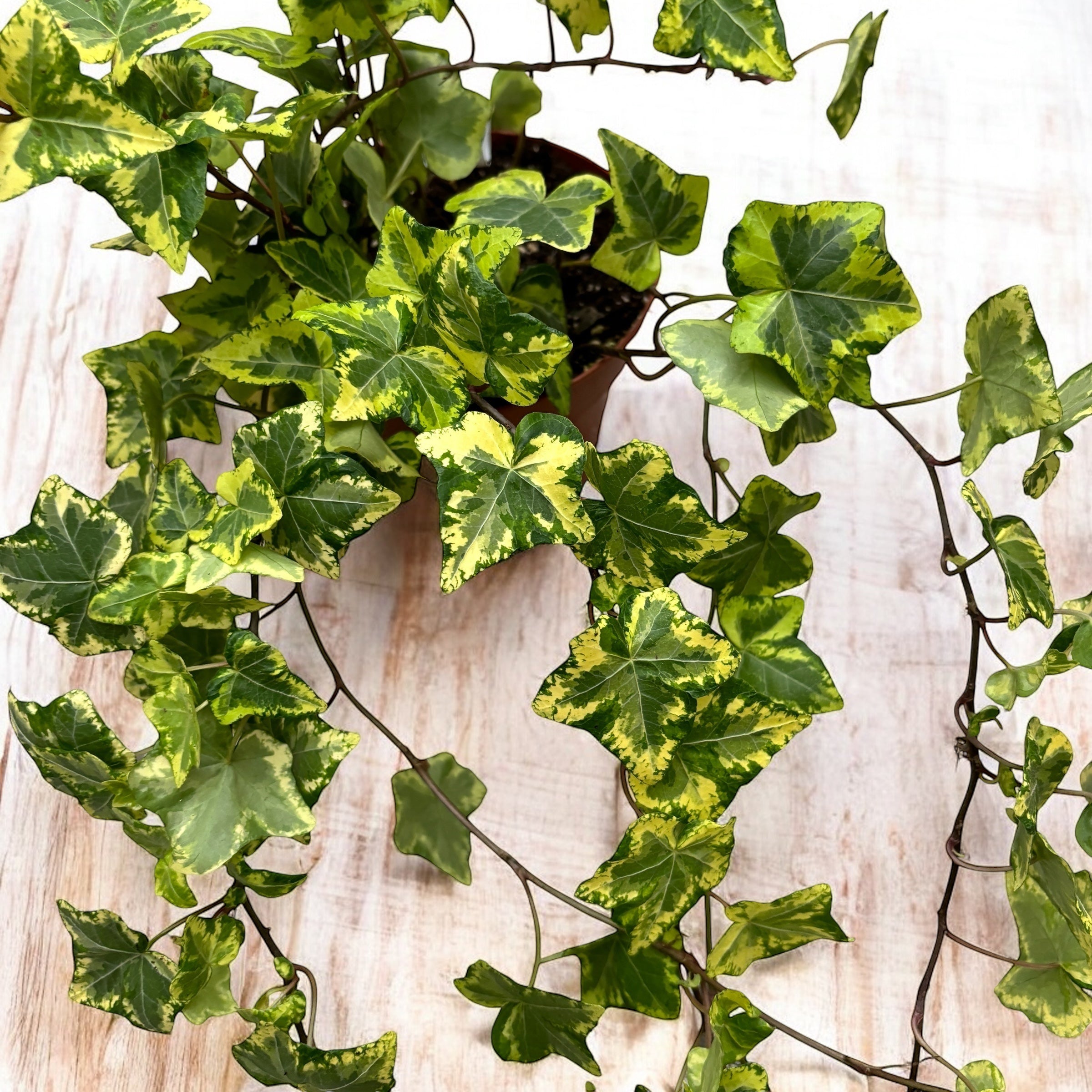 Плющ - Hedera helix 'Golden Kolibri' ('Midas Touch')