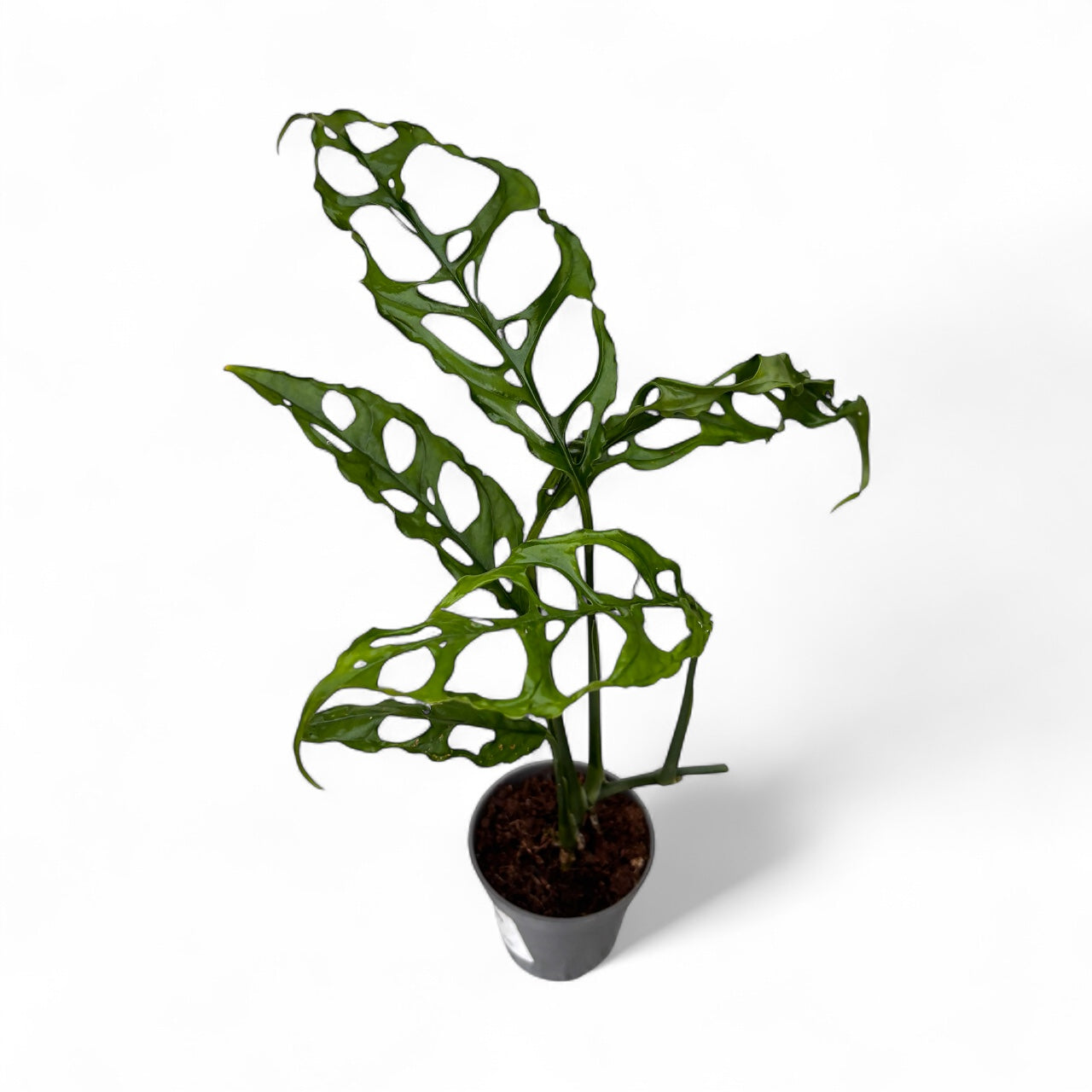 Monstera obliqua (sp. Peru - Peruvian form) - babyplant