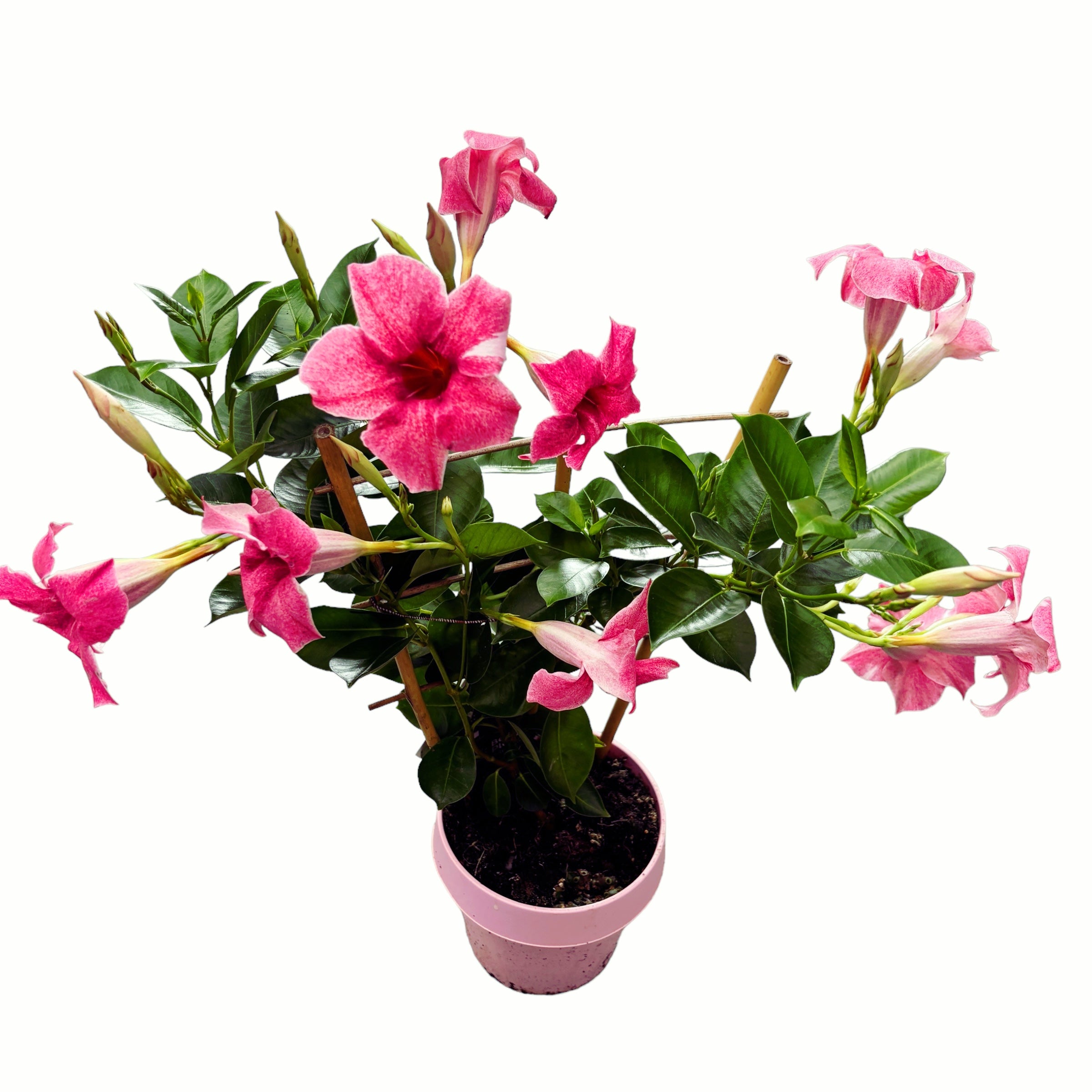 Mandevilla Sundaville® Pink Flamingo (flori bicolore, parfumate)
