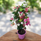 Bougainvillea 'Pink' - Den rosa pappersblomman