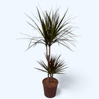 Dracaena Magenta 2 stabljike