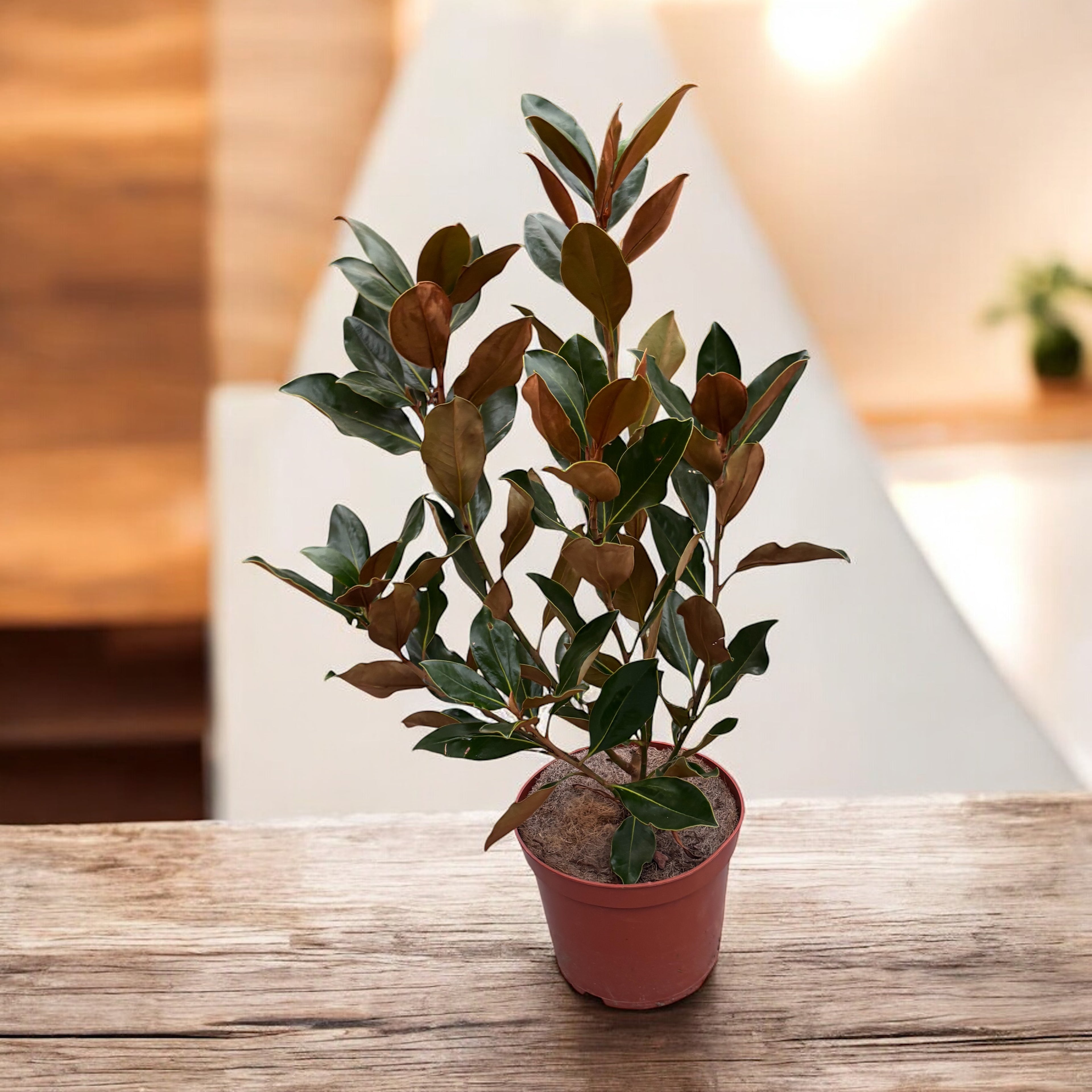 Magnolia grandiflora 'Little Gem' - fogliame sempreverde, fiori profumati