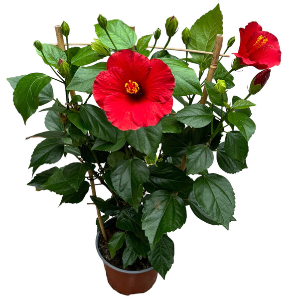 Hibiscus rosa-sinensis 'Volcano' - XL specimens 2pp