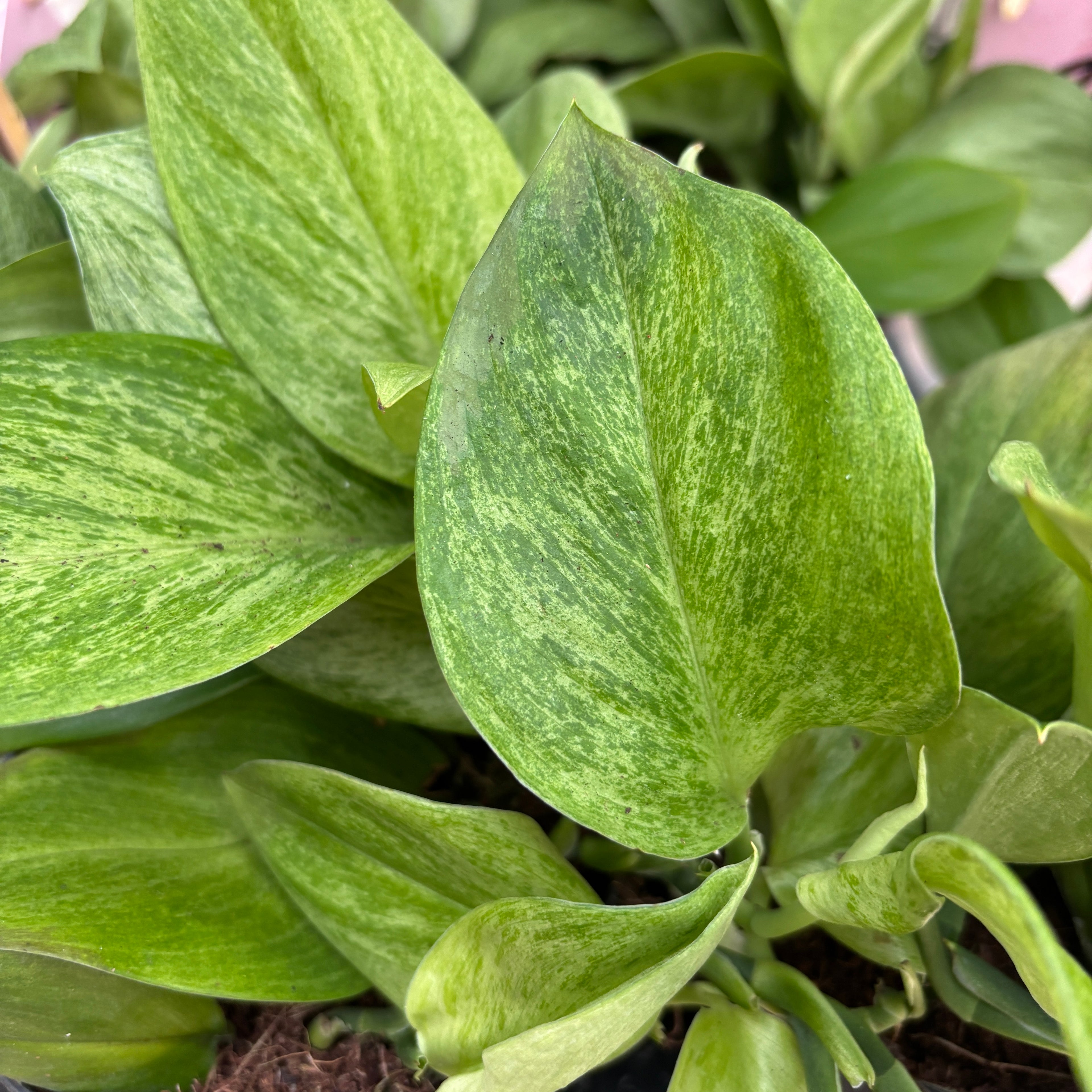 Scindapsus pictus 'Mint' - Scindapsus argintiu cu frunzis verde-menta