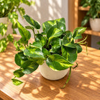 Panašus į margalapę Epipremnum aureum ‘Global Green’ formą