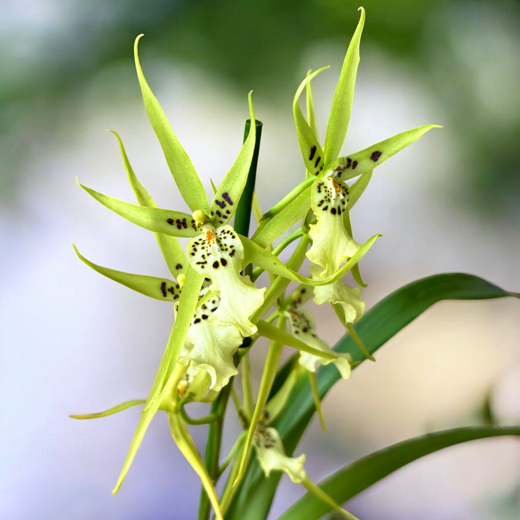 Brassidium Gilded Urchin 'Ontario' - fleurs parfumées