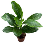 Dieffenbachia seguine 'Maroba' - 2 piante/vaso