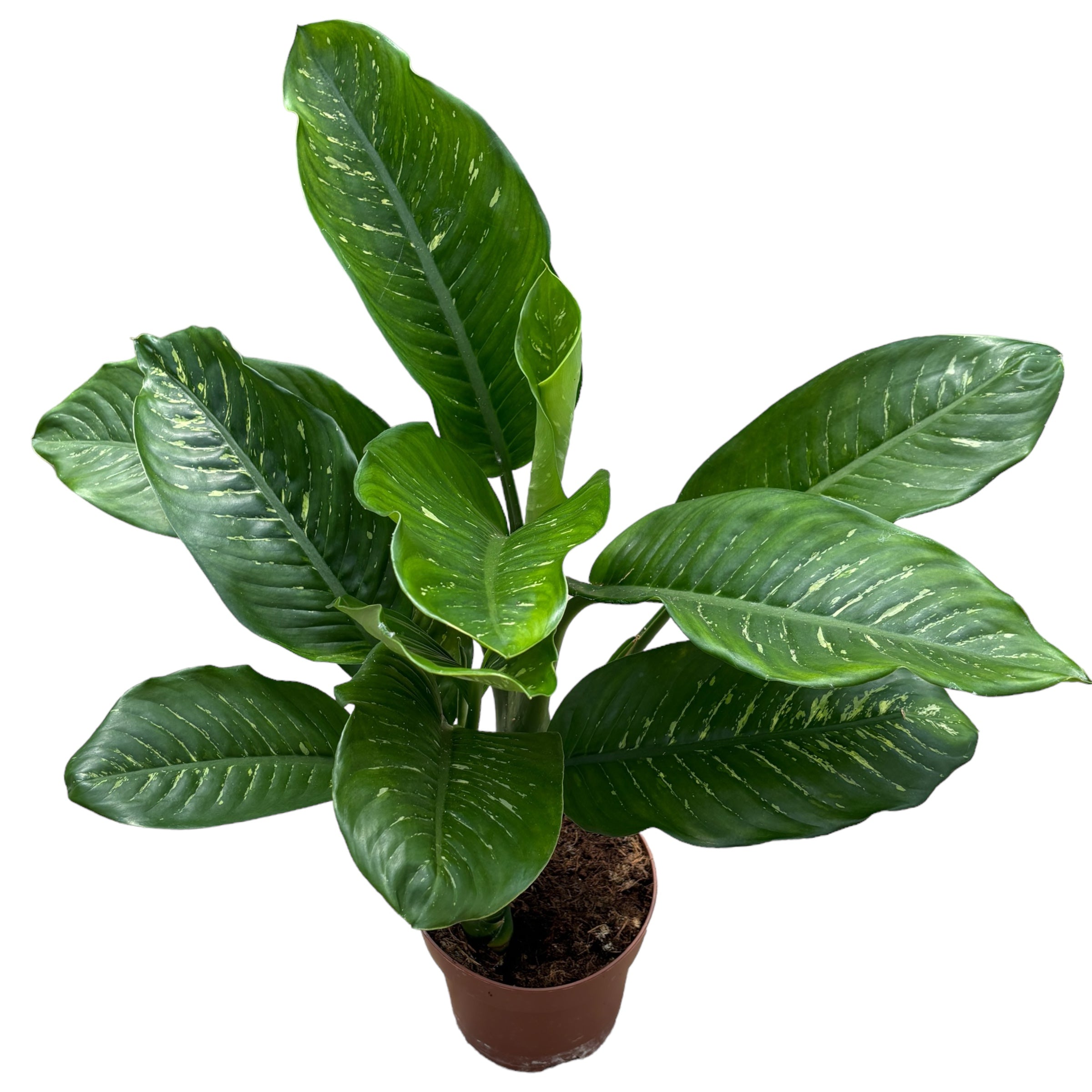 Dieffenbachia seguine 'Maroba' - 2 plante/ghiveci