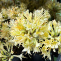 Azalea mollis 'Parfumollis Yellow' - flori galbene parfumate