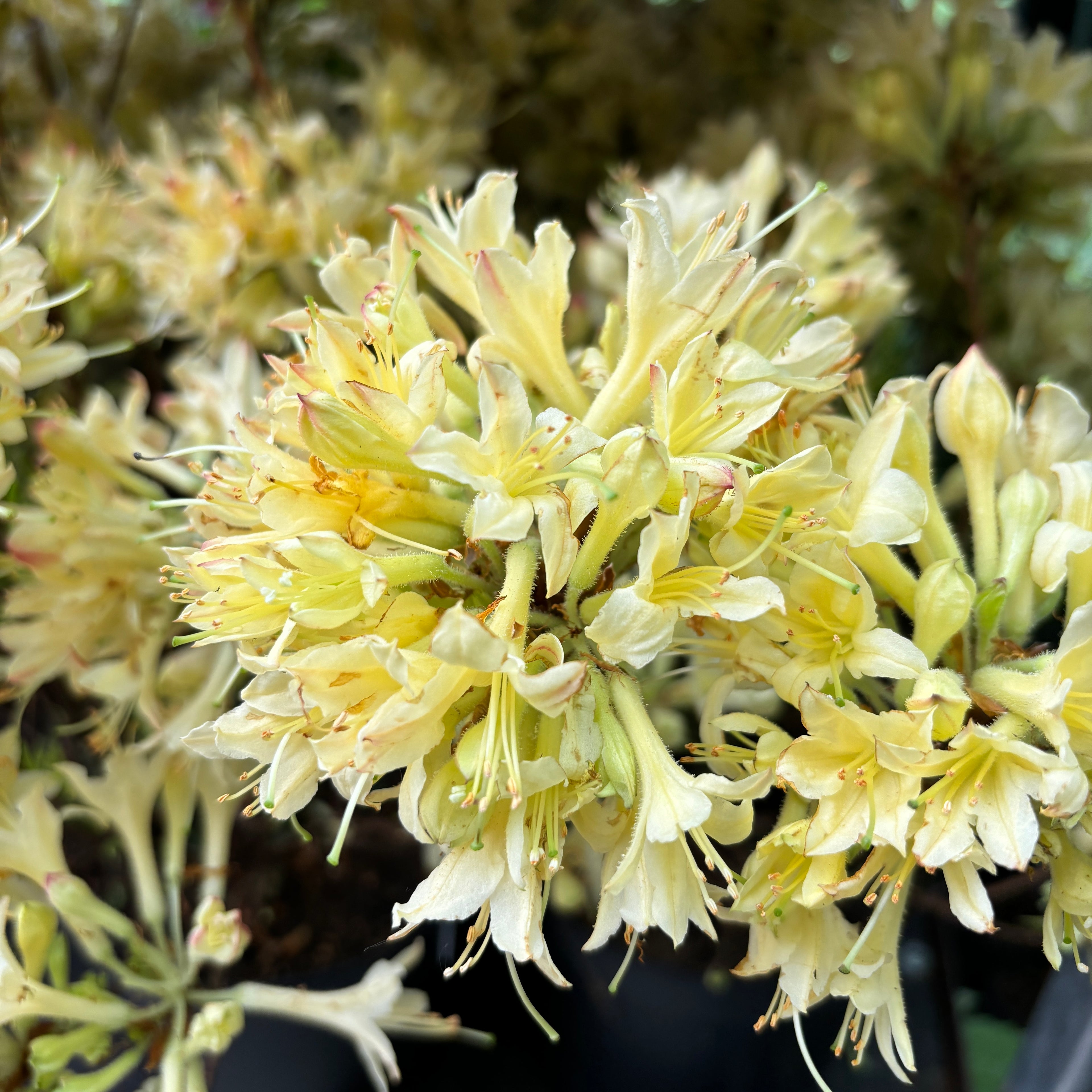 Azalea mollis 'Parfumollis Yellow' - voňavé žluté květy