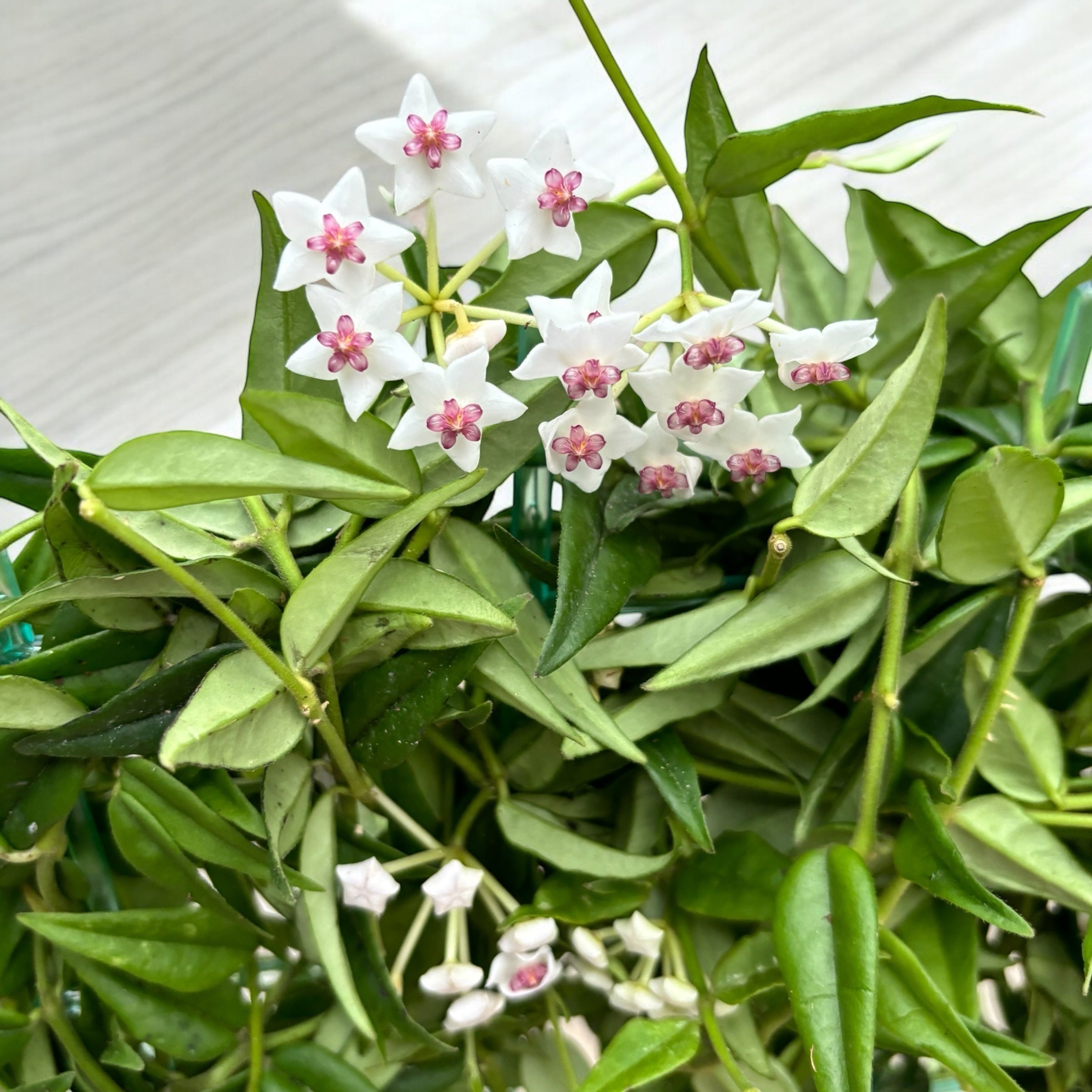 Hoya bella (Lacrima Maicii Domnului)