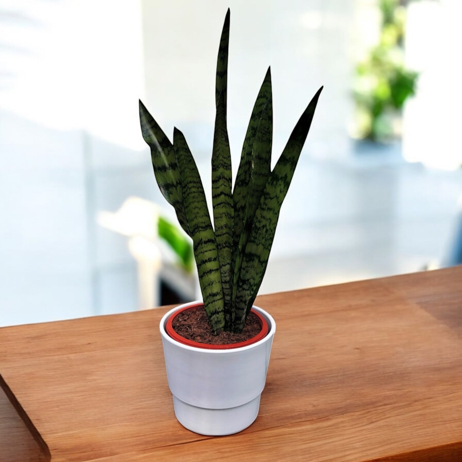 Sansevieria zeylanica L-D17
