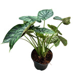 Alocasia baginda 'Dragon Scale' bush