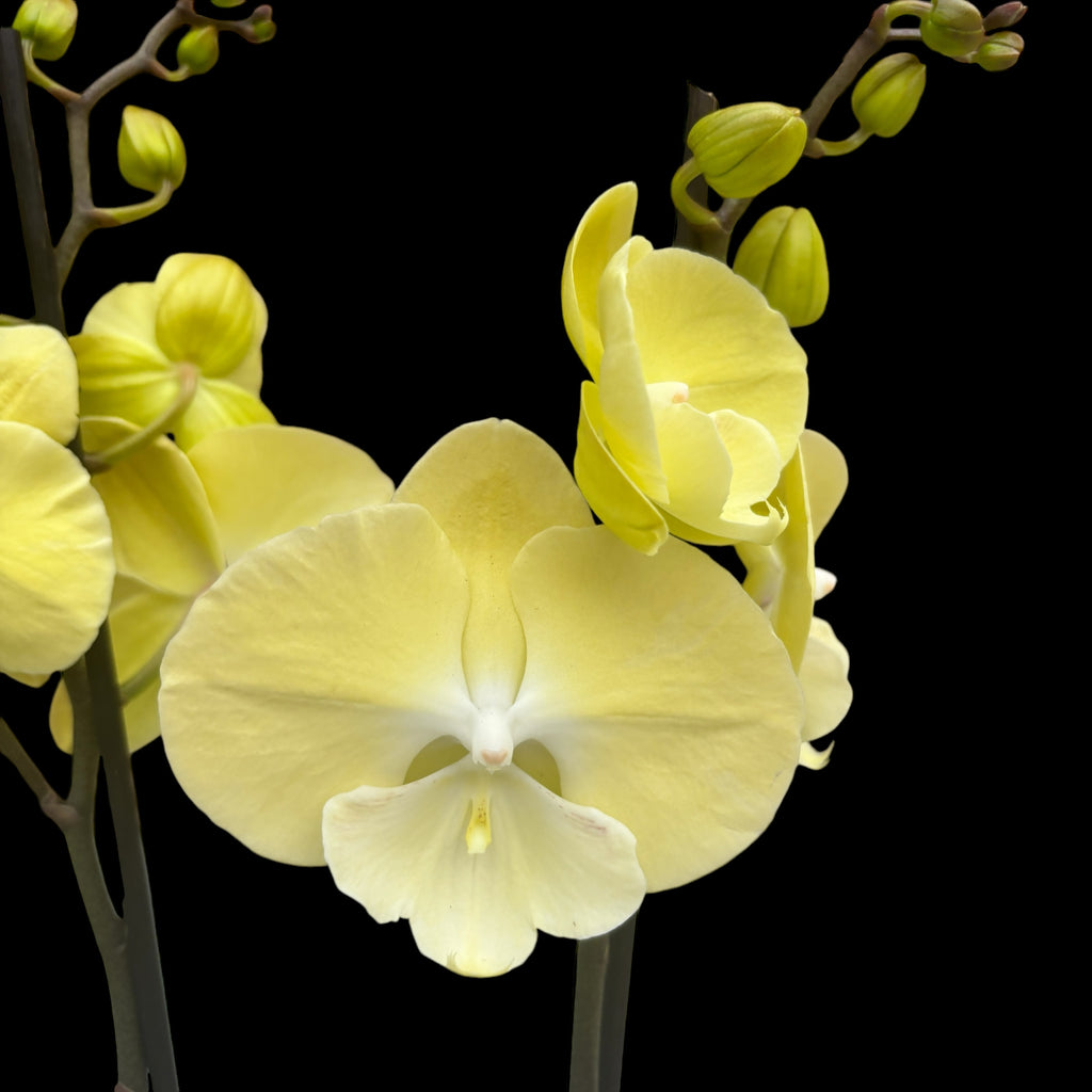 Phalaenopsis ‘Limoncello Kiss’ big lip