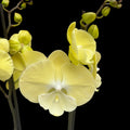 Phalaenopsis « Limoncello Kiss » grande lèvre