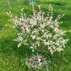 Salix integra 'Hakuro Nishiki' ('Flamingo') - salcie cu frunze variegate