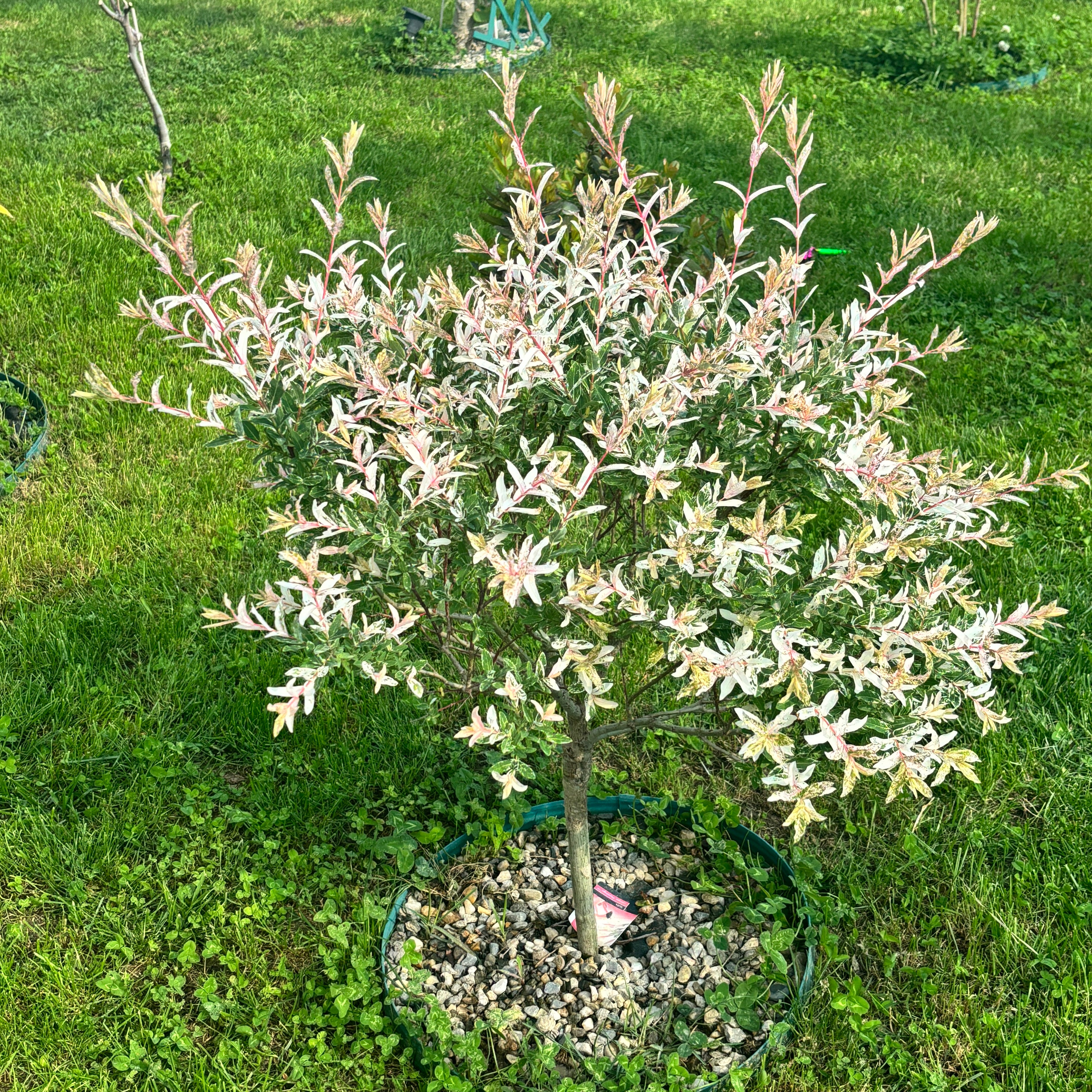 Salix integra 'Hakuro Nishiki' ('Flamingo') - salcie cu frunze variegate