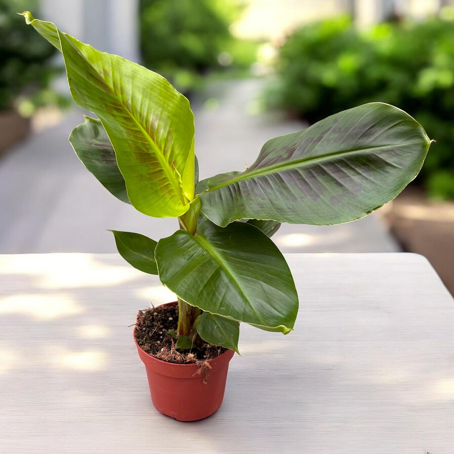 Patuljasta banana - Musa 'Oriental Dwarf'