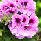 Pelargonium Grandiflorum 'Cynthia' (angol muskátli)
