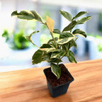 Lamai Meyer cu frunze si fructe variegate - Citrus 'Meyer Variegata'