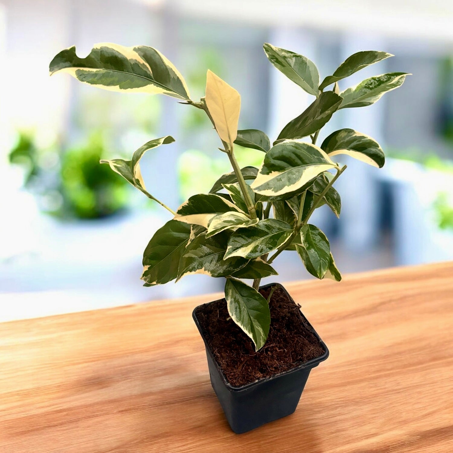 Lamai Meyer cu frunze si fructe variegate - Citrus 'Meyer Variegata'