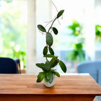 Hoya diversifolia - flori parfumate, exemplare dezvoltate