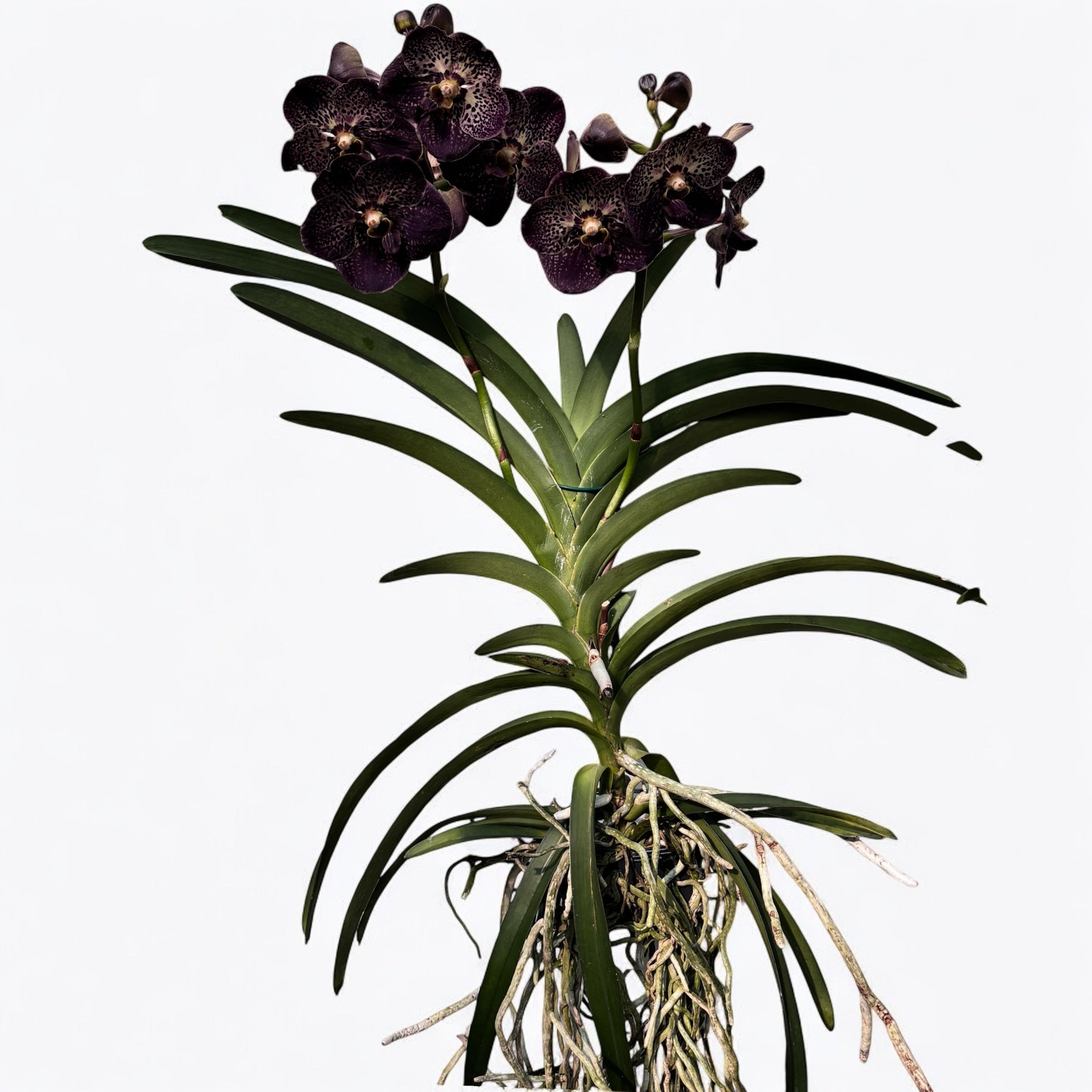 Vanda Sunanda 'Chocolate Brown' (Ansu)