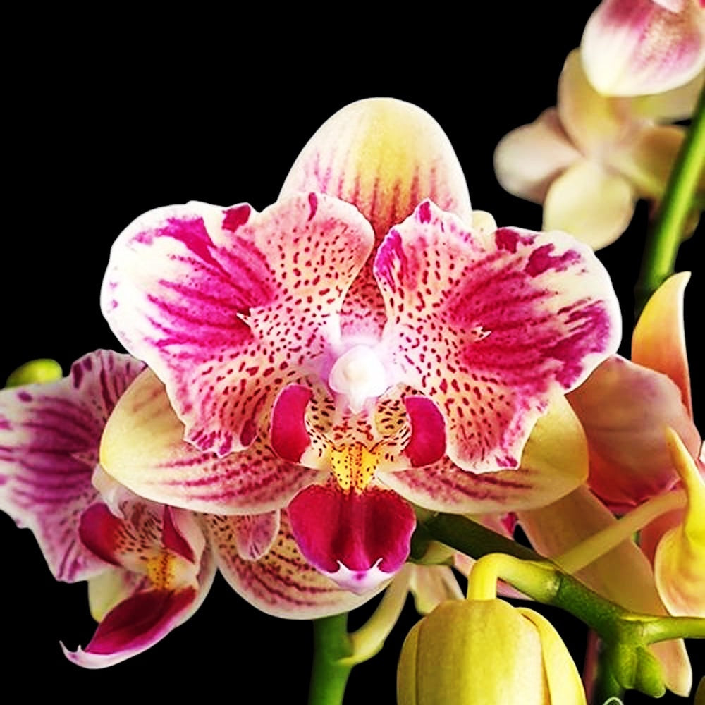 Phalaenopsis Miki Flowery Girl (peloric)