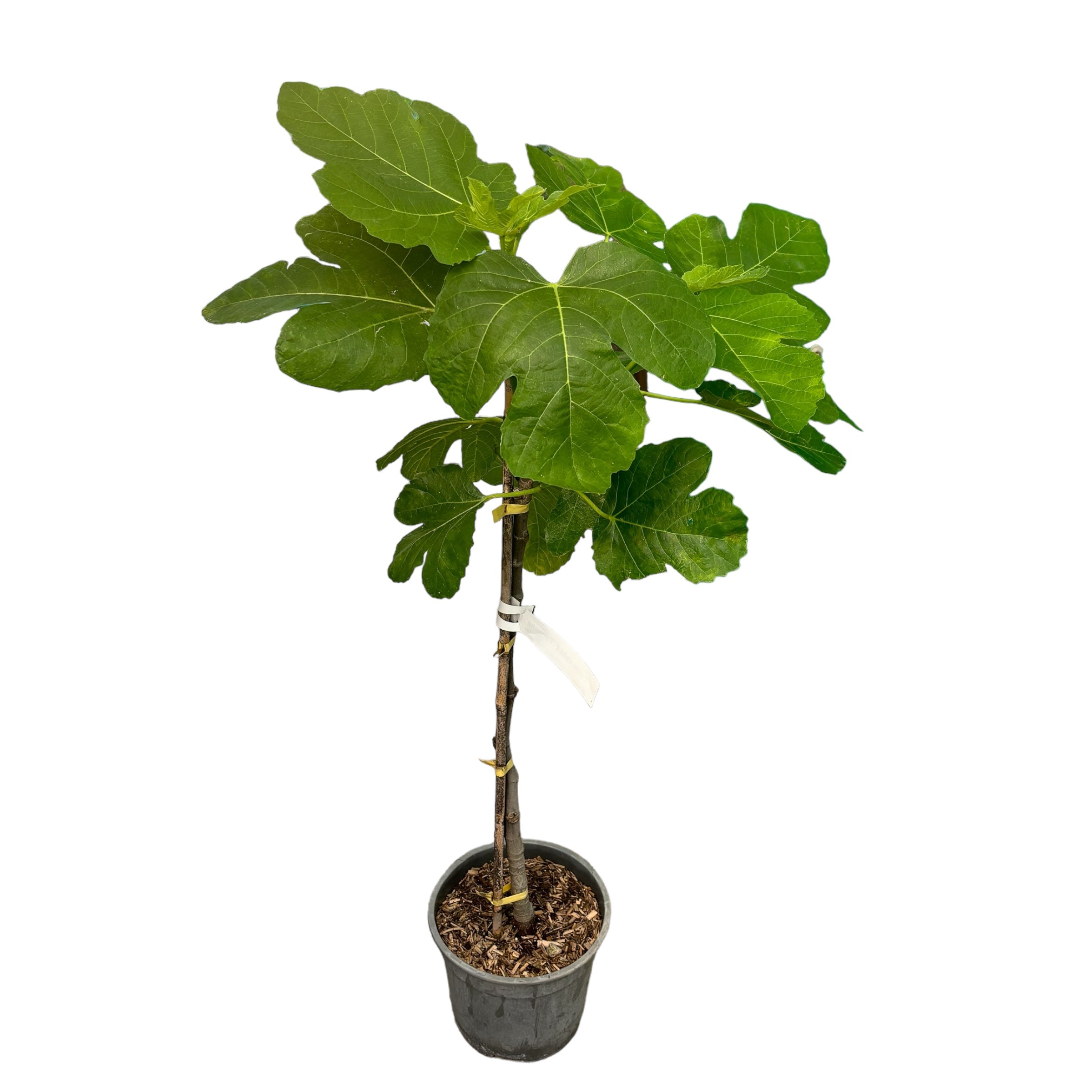 Lábakon álló füge - Ficus carica ‘Domenico Tauro’ (Fiorone Nero) - 100 cm