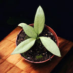 Hoya nicholsoniae 'New Guinea Ghost'