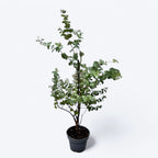 Eucalipt - Eucalyptus gunnii D16