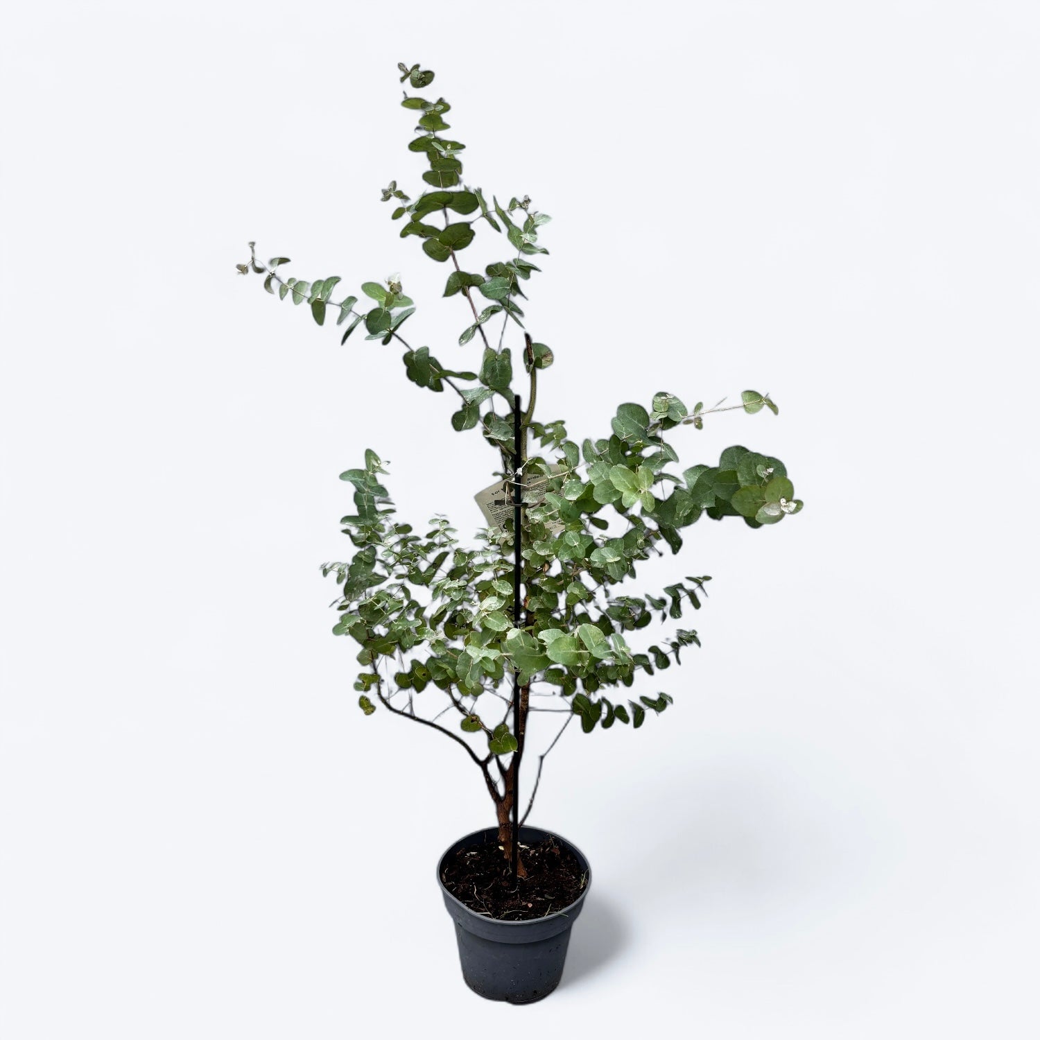 Eucalipt - Eucalyptus gunnii D16