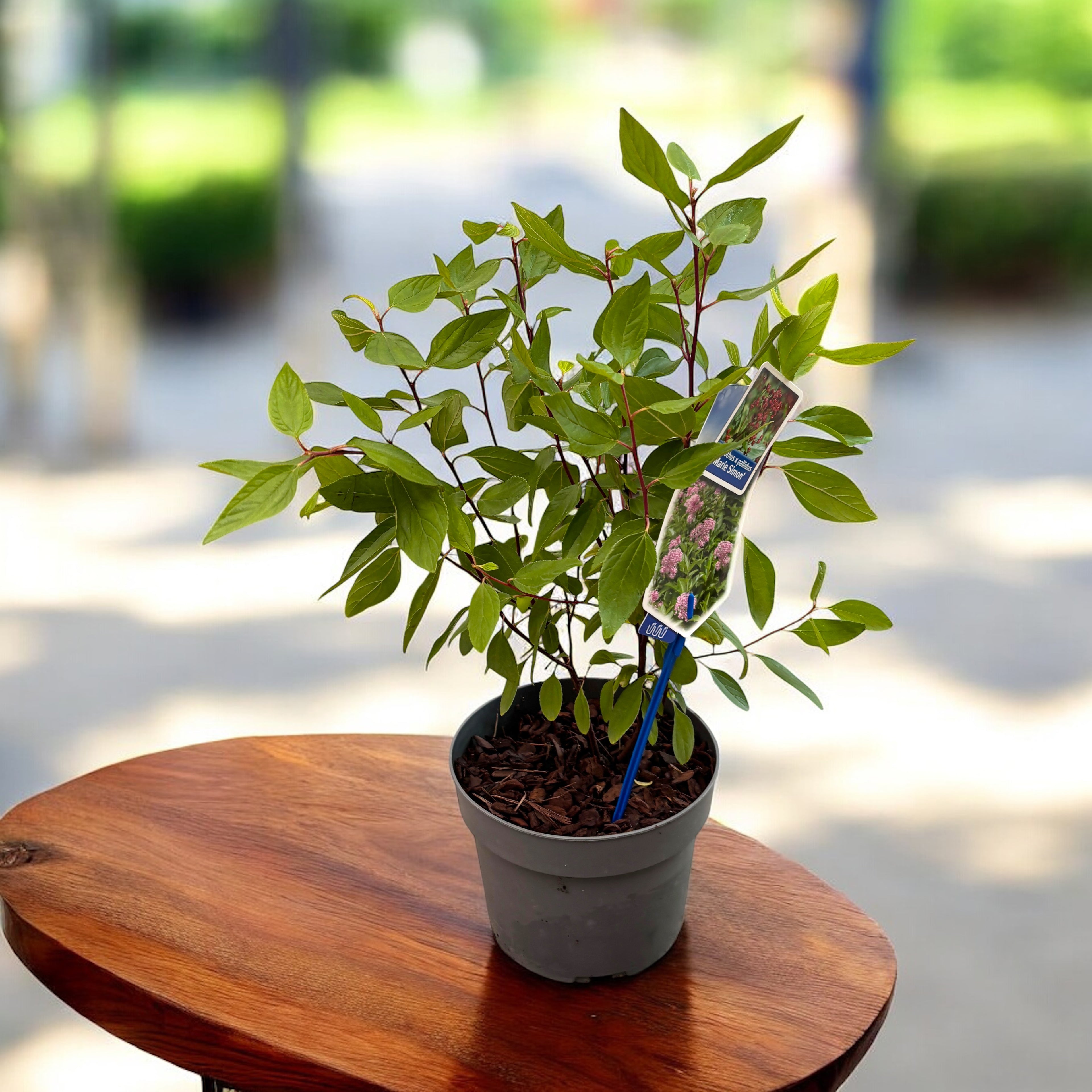 Ceanothus pallidus ‘Marie Simon’ – liliac californian cu flori roz parfumate