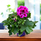 Pelargonium Grandiflorum Elegance Loes - pelargonia angielska