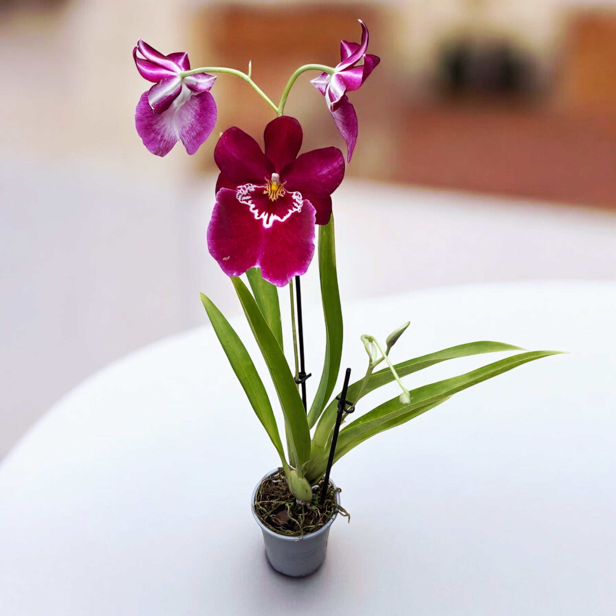 Miltoniopsis Red Tide duftend