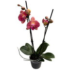Phalaenopsis 'Limited #126’